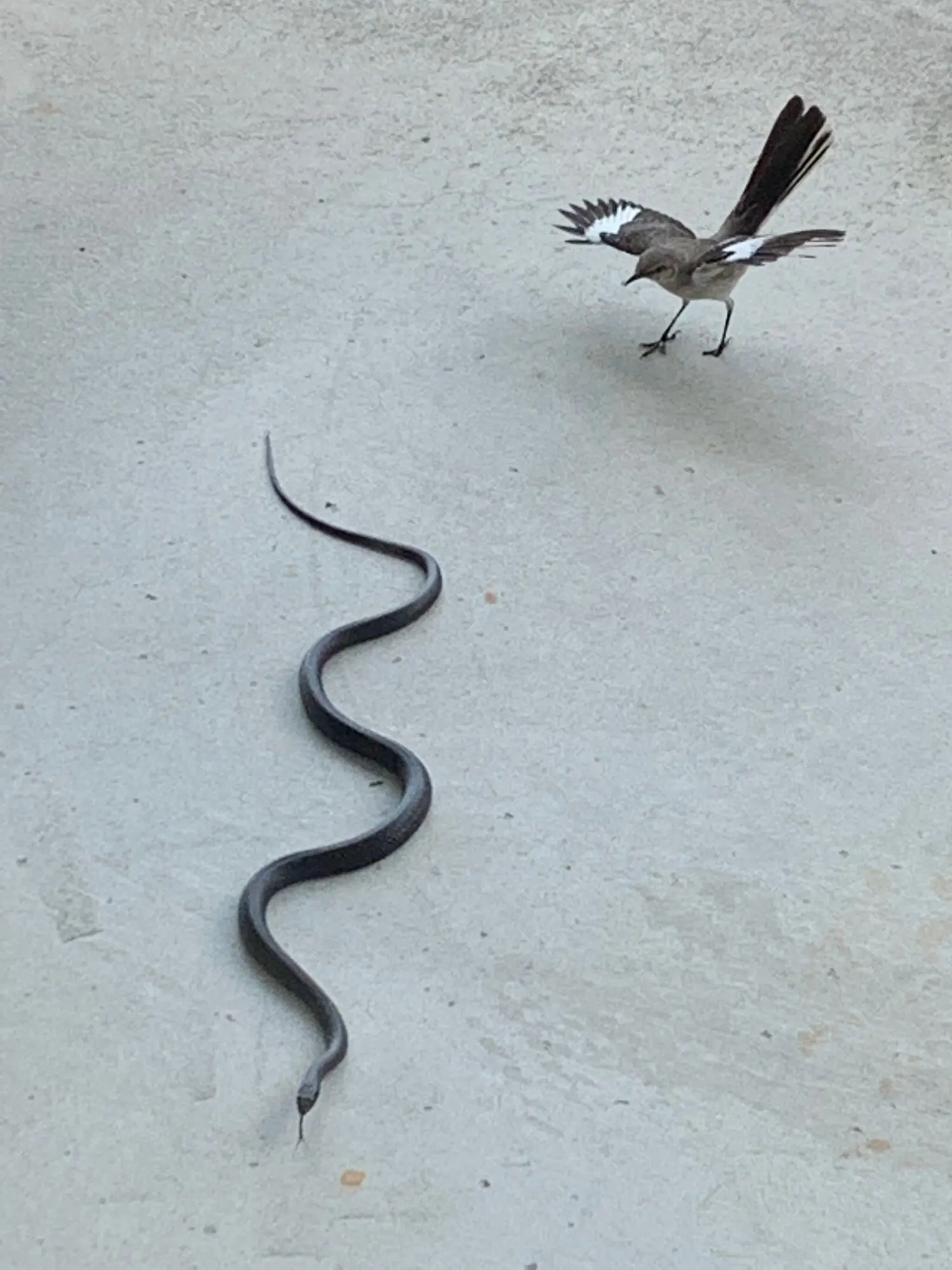 Florida Wildlife